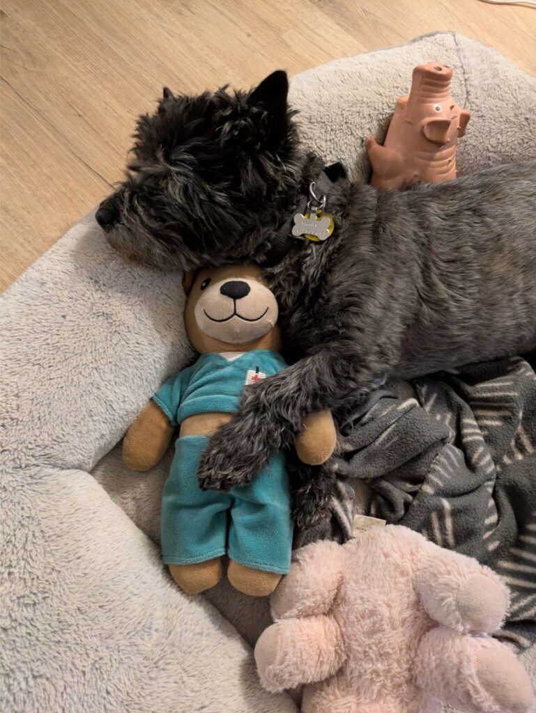 Monty the cairn terrier cuddling a teddy bear