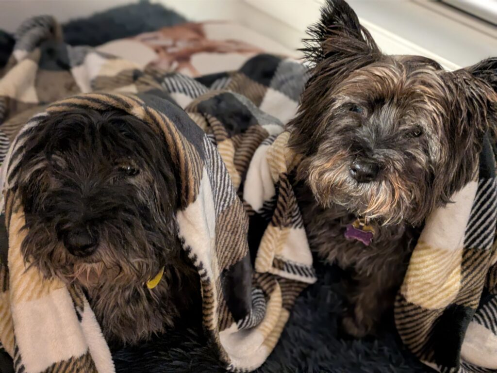 Two cairn terriers wrapped in a tartan blanket